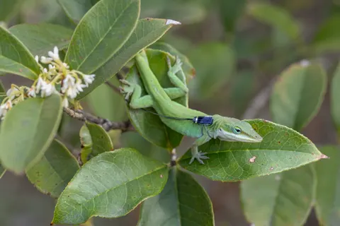 A green anole with a wearable sensor