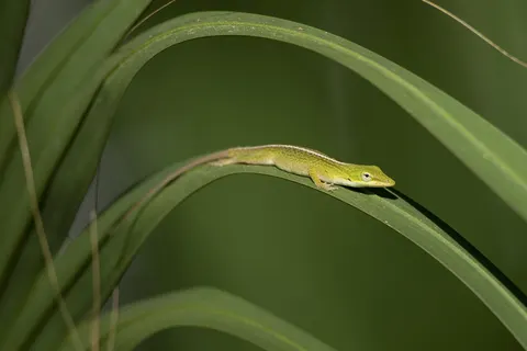 A green anole (Anolis carolinensis) stretched along a curved blade of grass