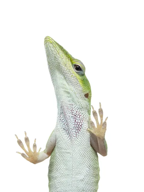 A green anole (Anolis carolinensis), close up