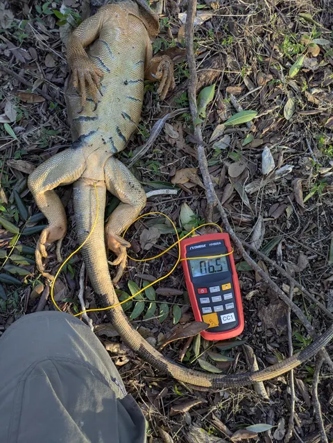 A cold-stunned green iguana lying on its back on leaf litter, with a digital thermometer probe beside it