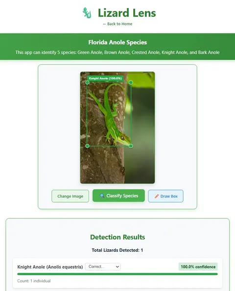 Screenshot of the LizardLens app drawing a box around a knight anole (Anolis equestris) in a photograph and identifying it