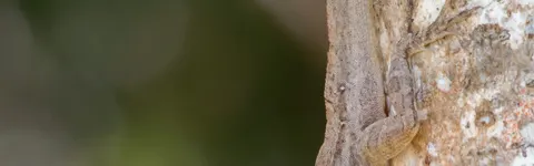 A brown anole (Anolis sagrei) on a tree trunk