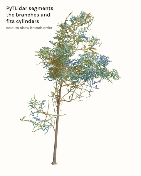 A rainbow eucalyptus on Lizard Island modelled by PyTLidar as cylinders coloured by branch order