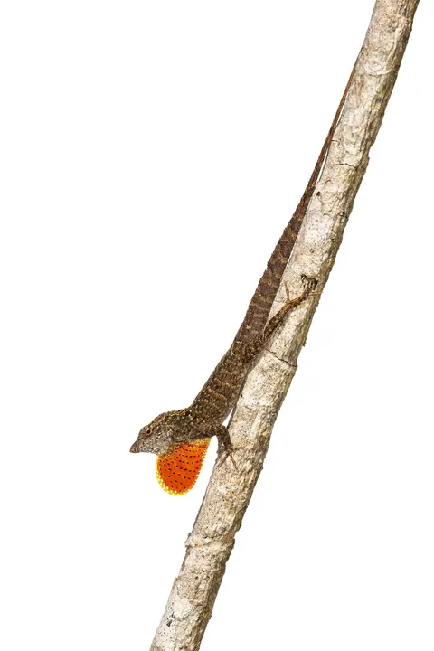 A male brown anole (Anolis sagrei) extending its orange dewlap