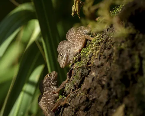 Two brown anoles on a mossy tree trunk