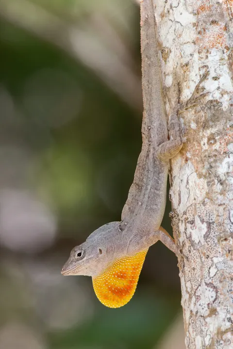 A brown anole (Anolis sagrei) on a tree trunk